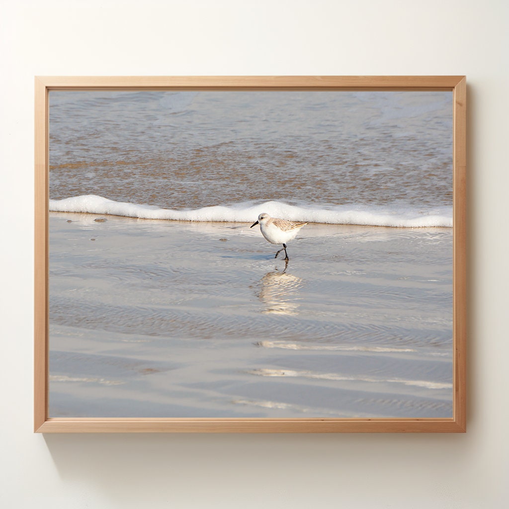 Sand Piper on the Gulf | Padre Island National Seashore Texas | Digital Photography | Instant Download