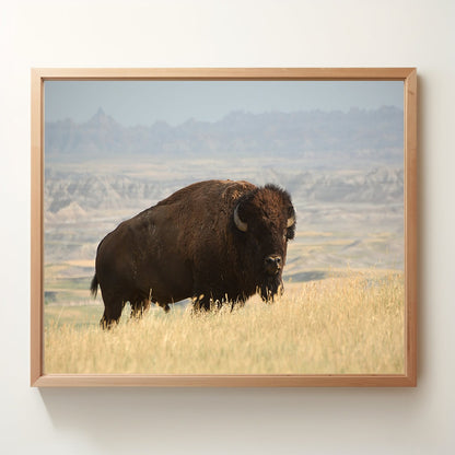 Buffalo in the Badlands | Badlands National Park South Dakota | Digital Photography | Instant Download