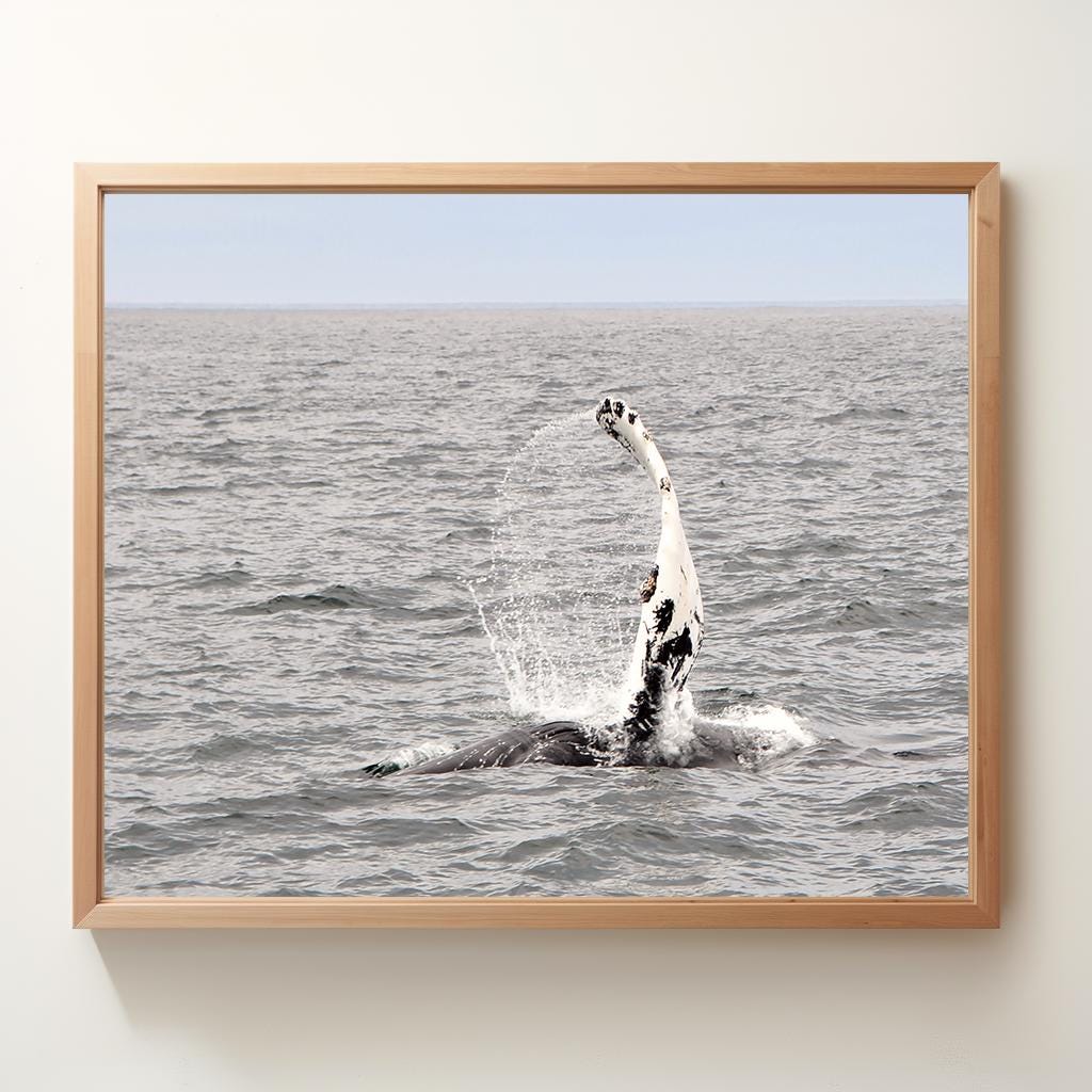 Whale Wave in Nova Scotia | Physical Print